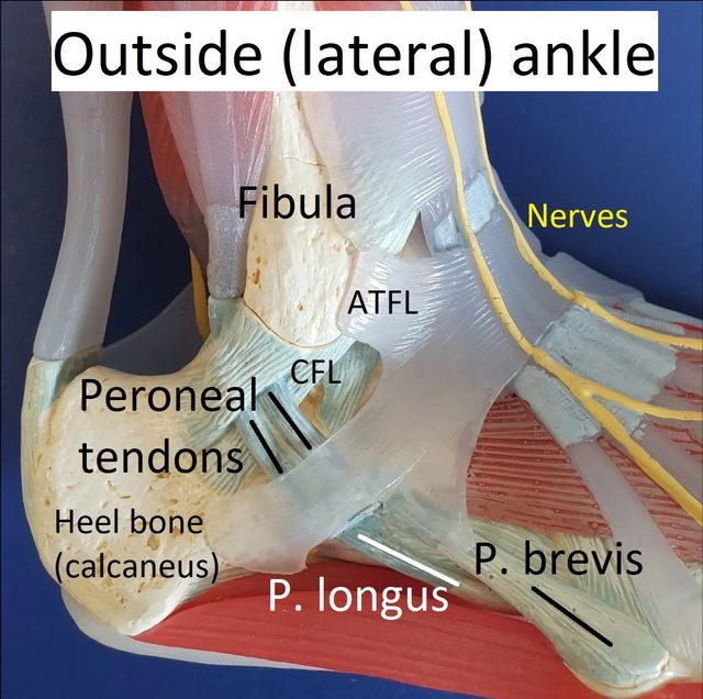 Peroneal Tendons